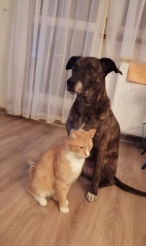 Stryjska 25, 81-506 Gdynia