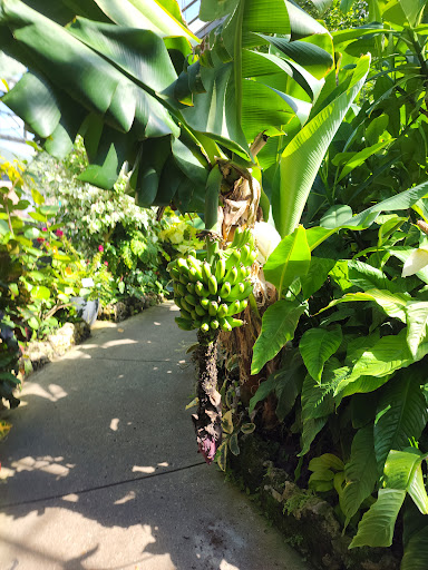 Tourist Attraction «Anna Scripps Whitcomb Conservatory», reviews and photos, 900 Inselruhe Ave, Detroit, MI 48207, USA