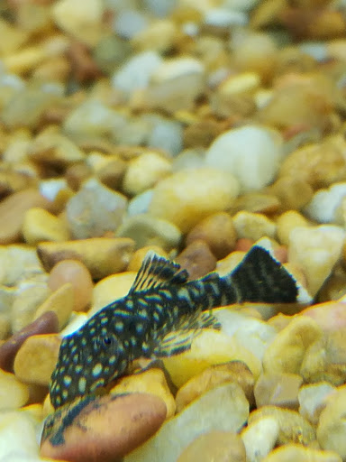 Pet Supply Store «Petco Animal Supplies», reviews and photos, 1835 E Guadalupe Rd #112, Tempe, AZ 85283, USA