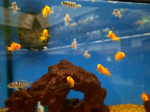 Pet Supply Store «Petco Animal Supplies», reviews and photos, 753 53rd Ave NE, Fridley, MN 55421, USA