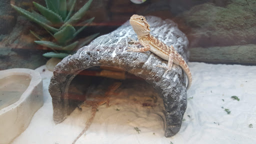 Pet Supply Store «Petco Animal Supplies», reviews and photos, 304 Western Ave, Brighton, MA 02135, USA