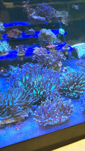 Tropical Fish Store «Fishy Business Aquatics», reviews and photos, 4202 S Cleveland Ave, Fort Myers, FL 33901, USA