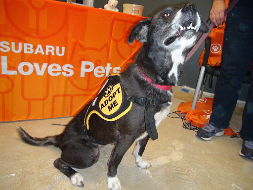 Subaru Dealer «Dunning Subaru», reviews and photos, 3771 Jackson Rd, Ann Arbor, MI 48103, USA