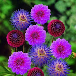 Photo n°1 de l'avis de Ahmed.b fait le 17/10/2022 à 20:17 sur le  Copenhagen Cafe à La Spezia