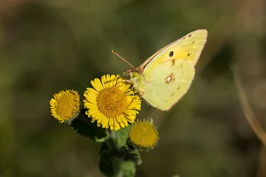 Alners Gorse Butterfly Reserve image