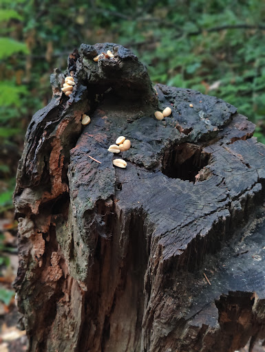 Nature Preserve «Tacoma Nature Center», reviews and photos, 1919 S Tyler St, Tacoma, WA 98405, USA