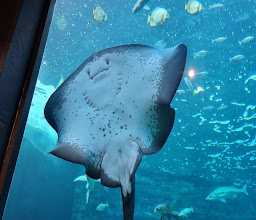Two Oceans Aquarium photo