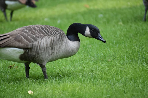 Zoo «Seneca Park Zoo», reviews and photos, 2222 St. Paul Street, Rochester, NY 14621, USA