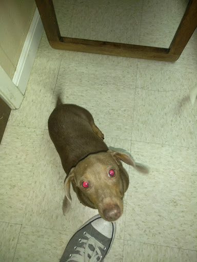 Animal Hospital «Animal Medical Corpus Christi», reviews and photos, 6822 Everhart Rd, Corpus Christi, TX 78413, USA