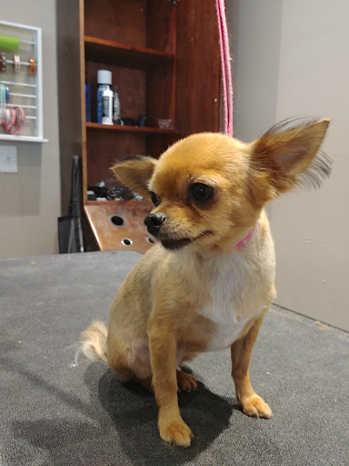 Pet Strands Grooming