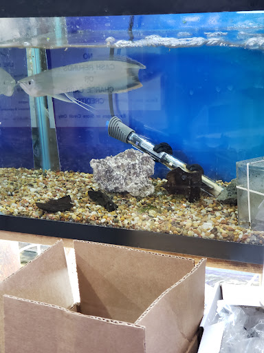 Pet Supply Store «Exotic Fish & Corals», reviews and photos, 374 New Haven Ave, Milford, CT 06460, USA