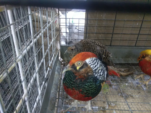 Pet Supply Store «Garicas Feed & Pet», reviews and photos, 3143 Niles St, Bakersfield, CA 93306, USA