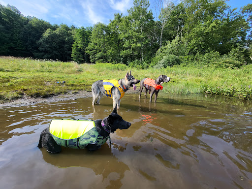Photo of Barkitect Dogworks