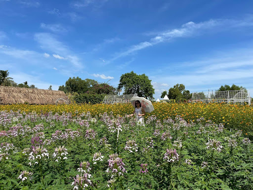 Top 20 cửa hàng cây kiểng Thành phố Phan Thiết Bình Thuận 2022