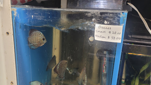 Discount Store «Big Sav Discount Store», reviews and photos, 9872 Westminster Ave, Garden Grove, CA 92844, USA