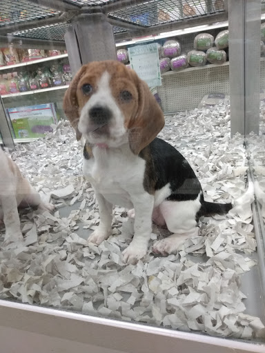 Pet Store «Park Avenue Birds & Pet Supply», reviews and photos, 120 W Center St, West Bridgewater, MA 02379, USA