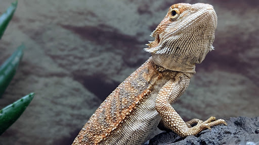 Petco image
