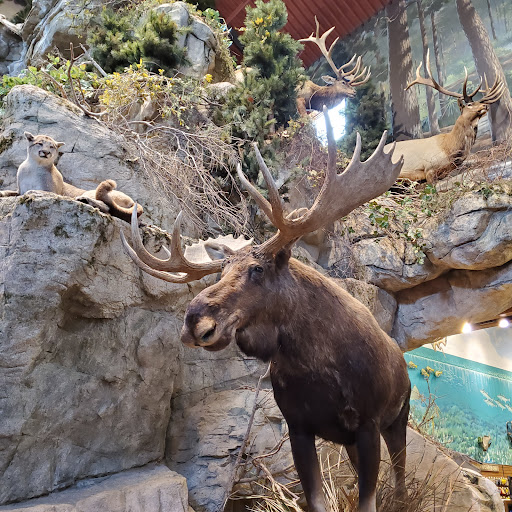 Sporting Goods Store «Bass Pro Shops», reviews and photos, 101 Bass Pro Drive, Harlingen, TX 78552, USA