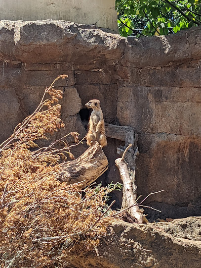 Africa Safari Track