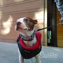 Swifto Dog Walking Williamsburg - Photo 5 - Car repair in Brooklyn, NY, Brooklyn
