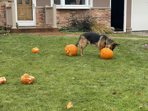 Cool Spring Farm Kennel, LLC