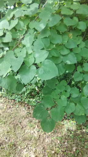 Park «Rapid Run Park», reviews and photos, 4450 Rapid Run Rd, Cincinnati, OH 45205, USA