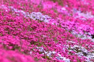 入倉の芝桜 image