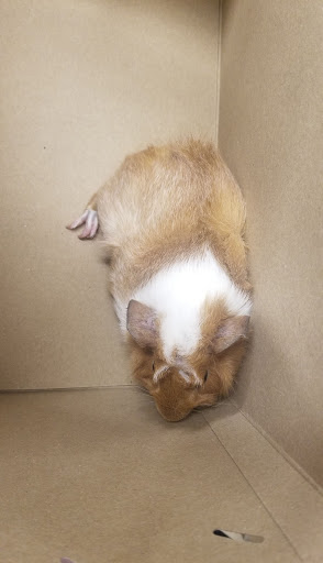 Pet Supply Store «Petco Animal Supplies», reviews and photos, 18578 Coastal Hwy #12, Rehoboth Beach, DE 19971, USA