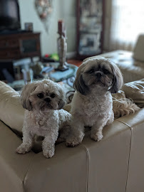 A Pets Place - Photo 3 - Car repair in Cape Coral, FL, Cape Coral