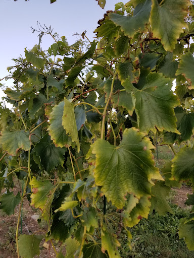 Winery «Drumlin Ridge Winery», reviews and photos, 6000 River Rd, Waunakee, WI 53597, USA