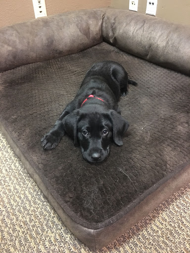 Insurance Agency «Mike Paffhausen - State Farm Insurance Agent», reviews and photos