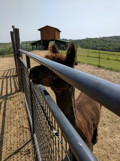 Boutique «Alpacas of the Heartland LLC», reviews and photos, 7016 County Rd 39, Fort Calhoun, NE 68023, USA