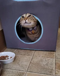 Meowhaus 1 Feline Boarding & Day Spa - Car repair in Portland, OR, Portland - Rated 4.6/5