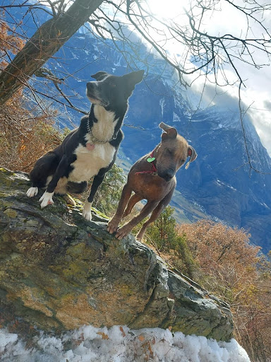 Pensioni per cani e dog hotel a La Trib Pelosa