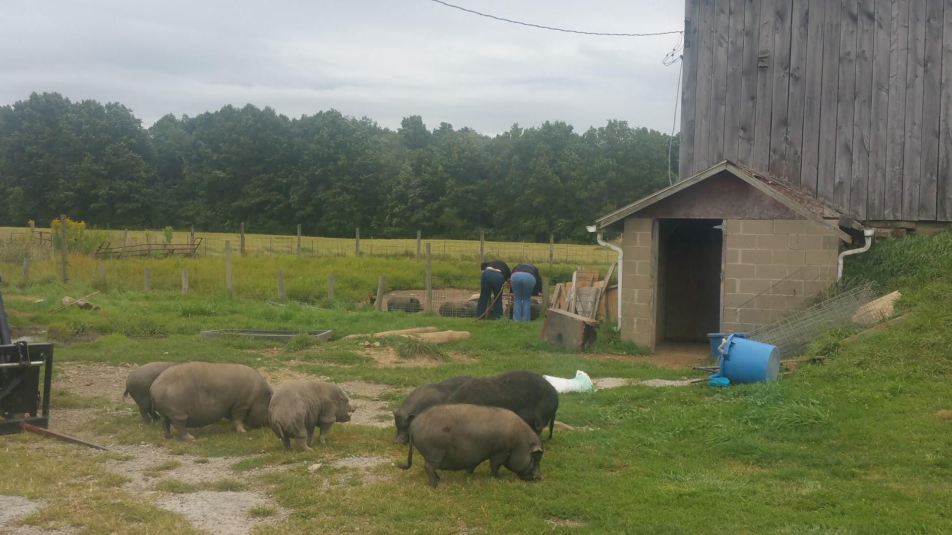 Hog Heaven Rescue Farm, Inc.