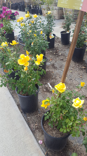 Gift Shop «Blue Hills Nursery & Gift Shop», reviews and photos, 16440 Whittier Blvd, Whittier, CA 90603, USA