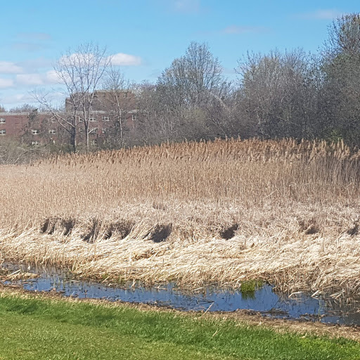 Park «Danehy Park», reviews and photos, 99 Sherman St, Cambridge, MA 02138, USA