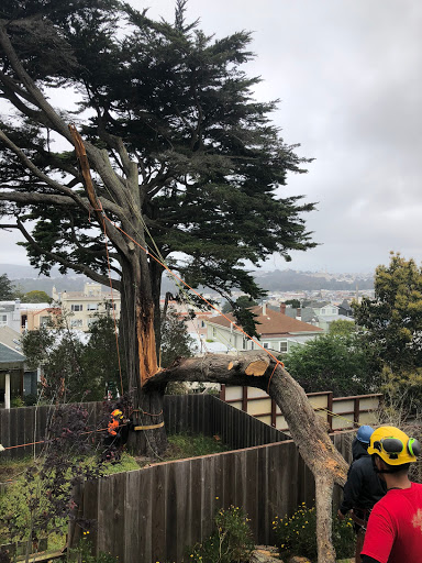 Tree service Daly City