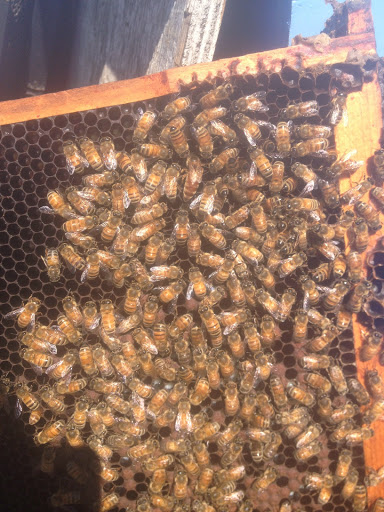 Bryan's Bees