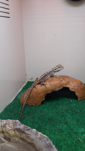 Pet Supply Store «Pet Supplies Plus», reviews and photos, 1937 FL-60, Valrico, FL 33594, USA