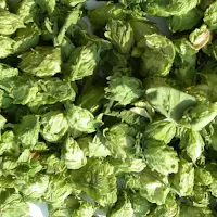 Terrapin Beer Co. in Athens, Georgia - 4.50 star rating