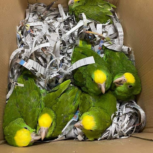 Pet Supply Store «Pet Care Inc.», reviews and photos, 2500 East Cesar E Chavez Avenue, Los Angeles, CA 90033, USA