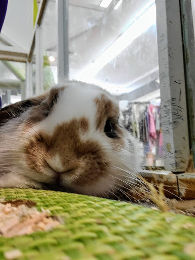 Gift Shop «The Wrinkled Egg», reviews and photos, 2710 NC-225, Flat Rock, NC 28731, USA