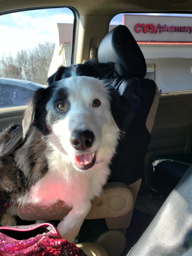 Pet Supply Store «PetSmart», reviews and photos, 1020 Veterans Pkwy #900, Clarksville, IN 47129, USA