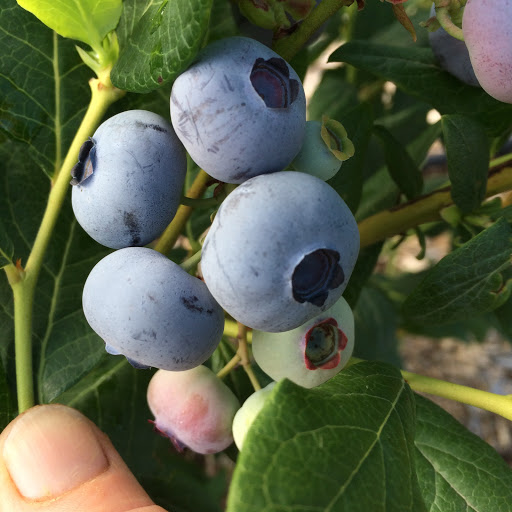 Farm «Manoff Market Gardens», reviews and photos, 3157 Comfort Rd, Solebury, PA 18963, USA