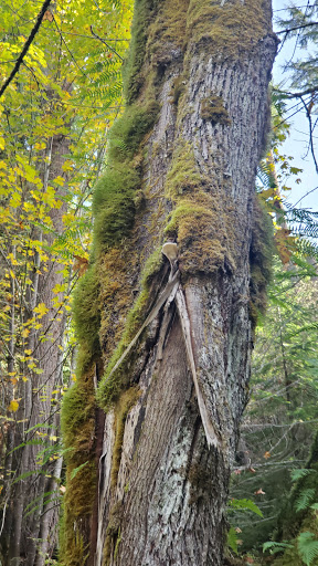 Tourist Attraction «Melmont ghost town», reviews and photos, Carbon River Rd, Carbonado, WA 98323, USA