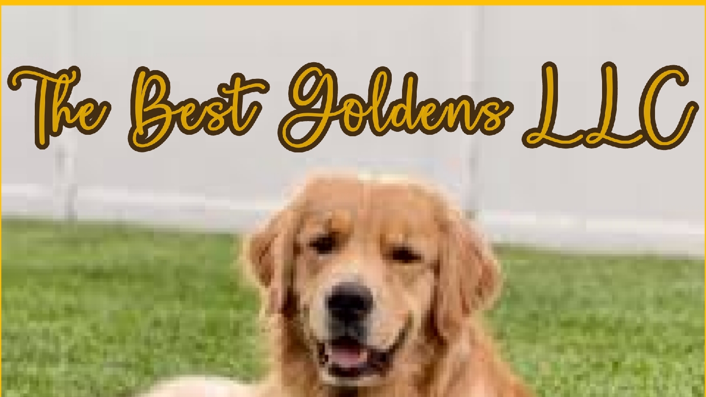 The Best Goldens LLC