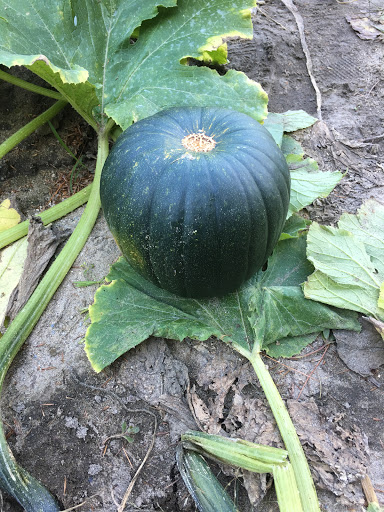 Farm «Giamarese Farm & Orchards», reviews and photos, 155 Fresh Ponds Rd, East Brunswick, NJ 08816, USA