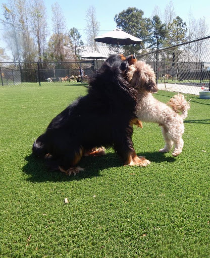 Pet Groomer «Woofers», reviews and photos, 2115 W Jody Rd, Florence, SC 29501, USA