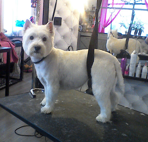 Canine hairdressing courses Aberdeen